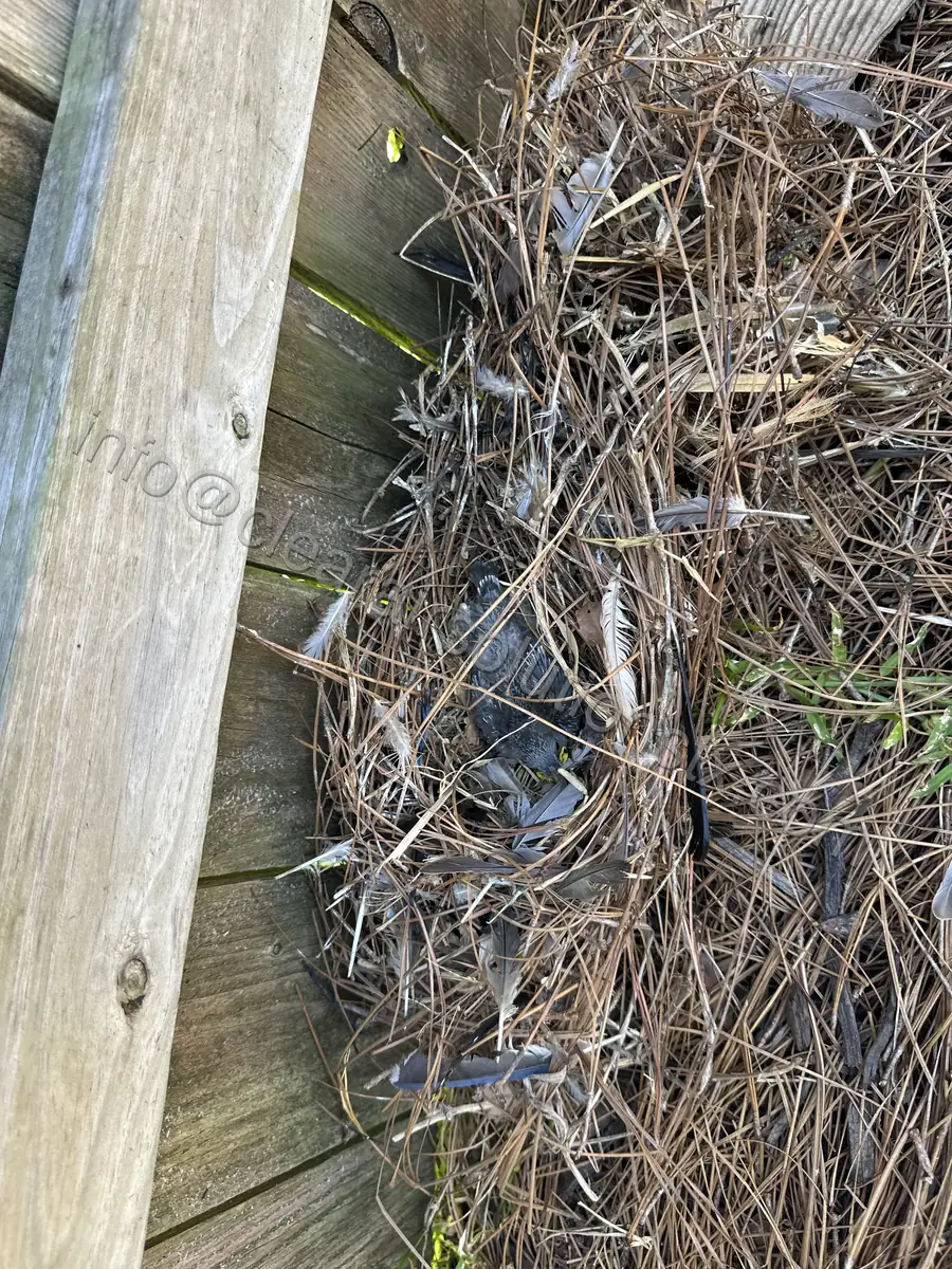 Bird Nest Removal in Kingwood, TX by ClearAir Solutions, February 2026